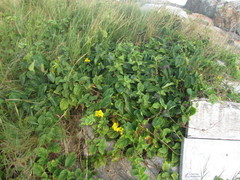 Stigmaphyllon ciliatum