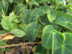 Stigmaphyllon ciliatum