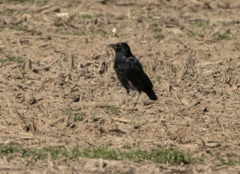 Corvus cornix × corone