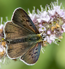 Lycaena tityrus subalpina