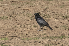 Corvus cornix × corone