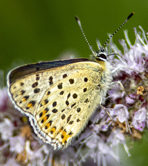 Lycaena tityrus subalpina