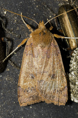 Sericaglaea signata