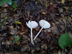 Melanoleuca alboflavida