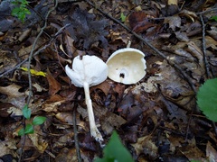 Melanoleuca alboflavida