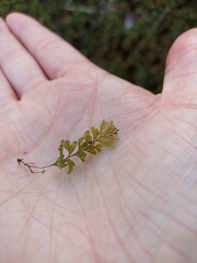 Hymenophyllum wilsonii