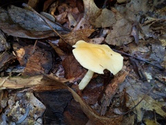 Marasmius strictipes