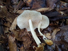 Marasmius strictipes