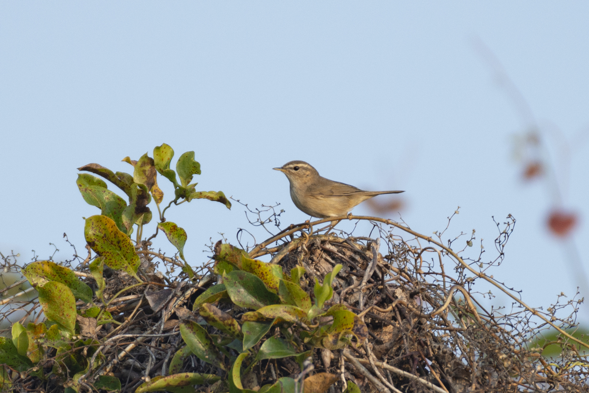 Dusky Warbler