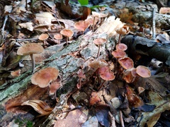 Collybiopsis dichroa