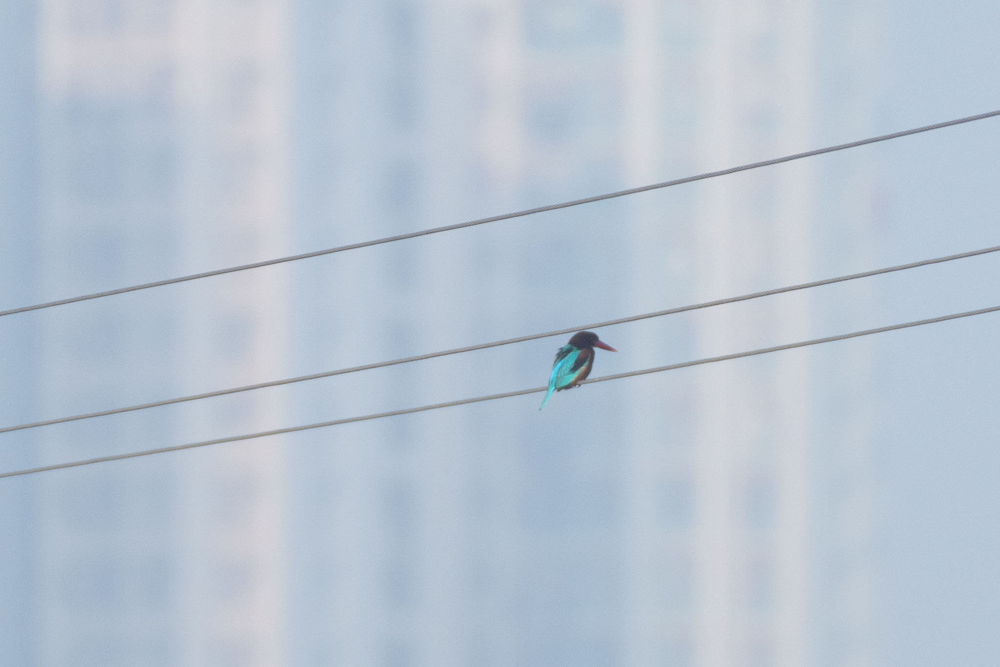 White-throated Kingfisher