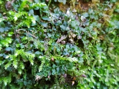 Plagiomnium rostratum