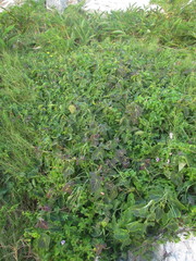 Stigmaphyllon ciliatum