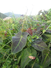 Stigmaphyllon ciliatum