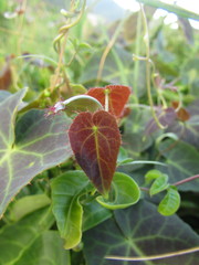 Stigmaphyllon ciliatum