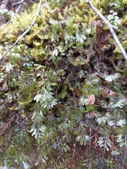 Hymenophyllum wilsonii