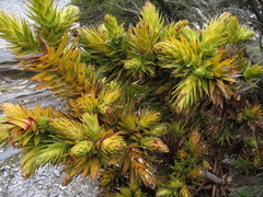 Andersonia axilliflora