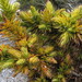 Andersonia axilliflora - Photo (c) Anneke Jonker, some rights reserved (CC BY-NC), uploaded by Anneke Jonker