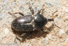 Maurobaris spoliata