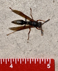 Polistes apicalis
