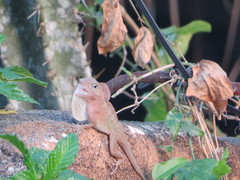 Anolis hispaniolae
