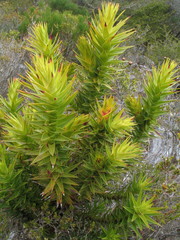 Andersonia axilliflora