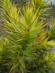 Andersonia axilliflora