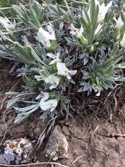 Astragalus gilviflorus