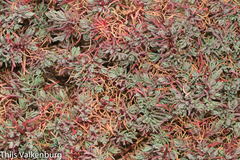 Suaeda albescens