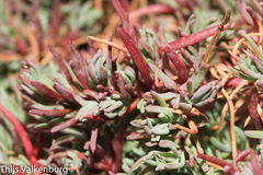Suaeda albescens
