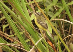 Pseudocolopteryx sclateri