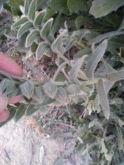Nonea vesicaria