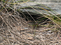 Ctenotus labillardieri