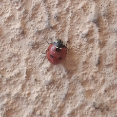 Coccinella septempunctata