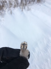 Tympanuchus phasianellus