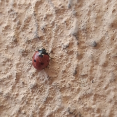 Coccinella septempunctata