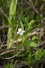 Viola stagnina