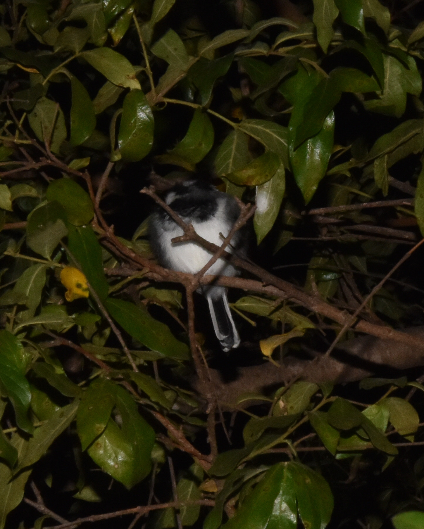 Chinspot Batis illustration