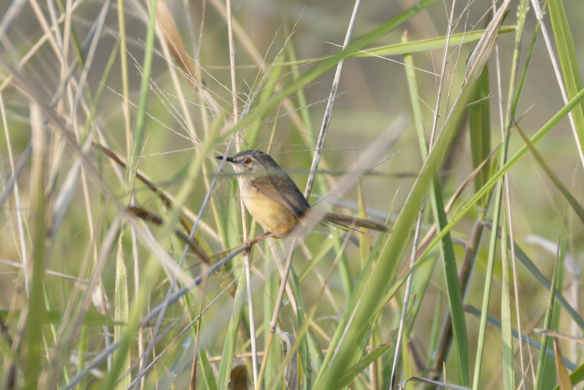 Yellow-bellied Prinia