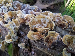 Inonotus cuticularis