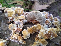 Inonotus cuticularis