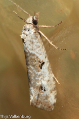 Phtheochroa simoniana