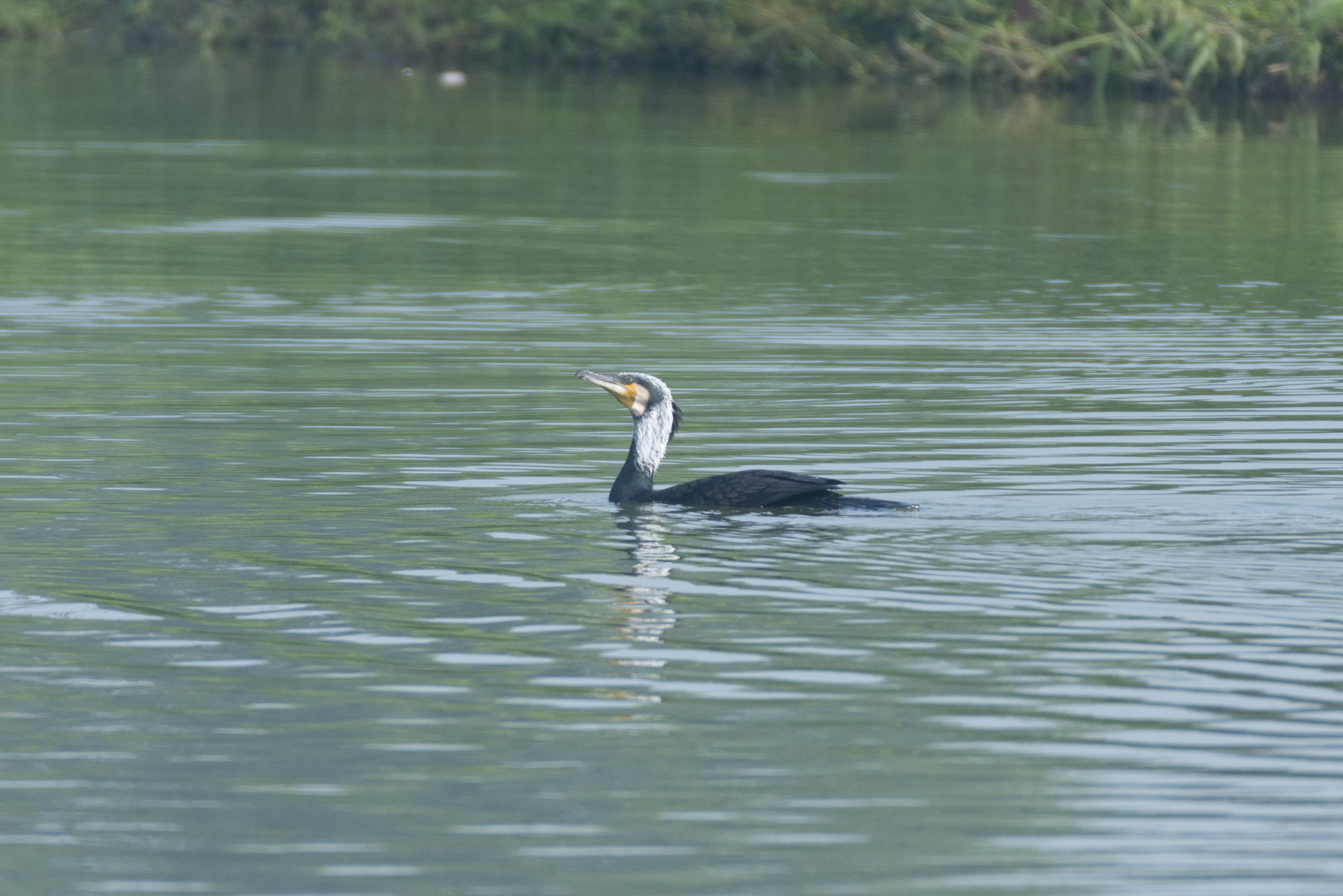 Great Cormorant