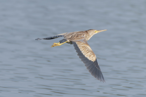 Yellow Bittern (Botaurus sinensis)