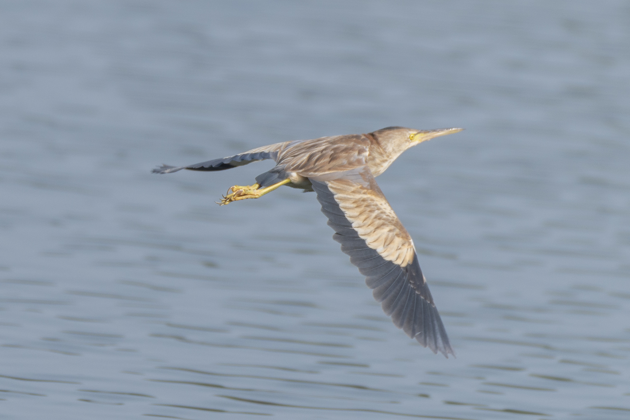 Yellow Bittern illustration