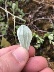 Antennaria parlinii fallax