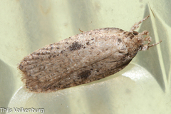 Agonopterix yeatiana