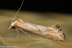 Cochylimorpha decolorella