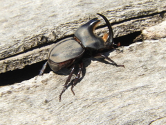 Diloboderus abderus