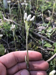 Antennaria parlinii fallax